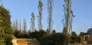 The Bo in Botanic Bo at Tulsa Botanic Garden